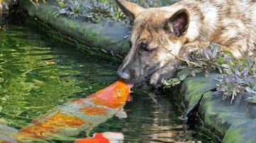 Wiebe, el pastor alemán da un beso al pez Koi en el estanque de la casa familiar
