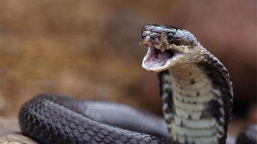 El veneno de una serpiente cobra
