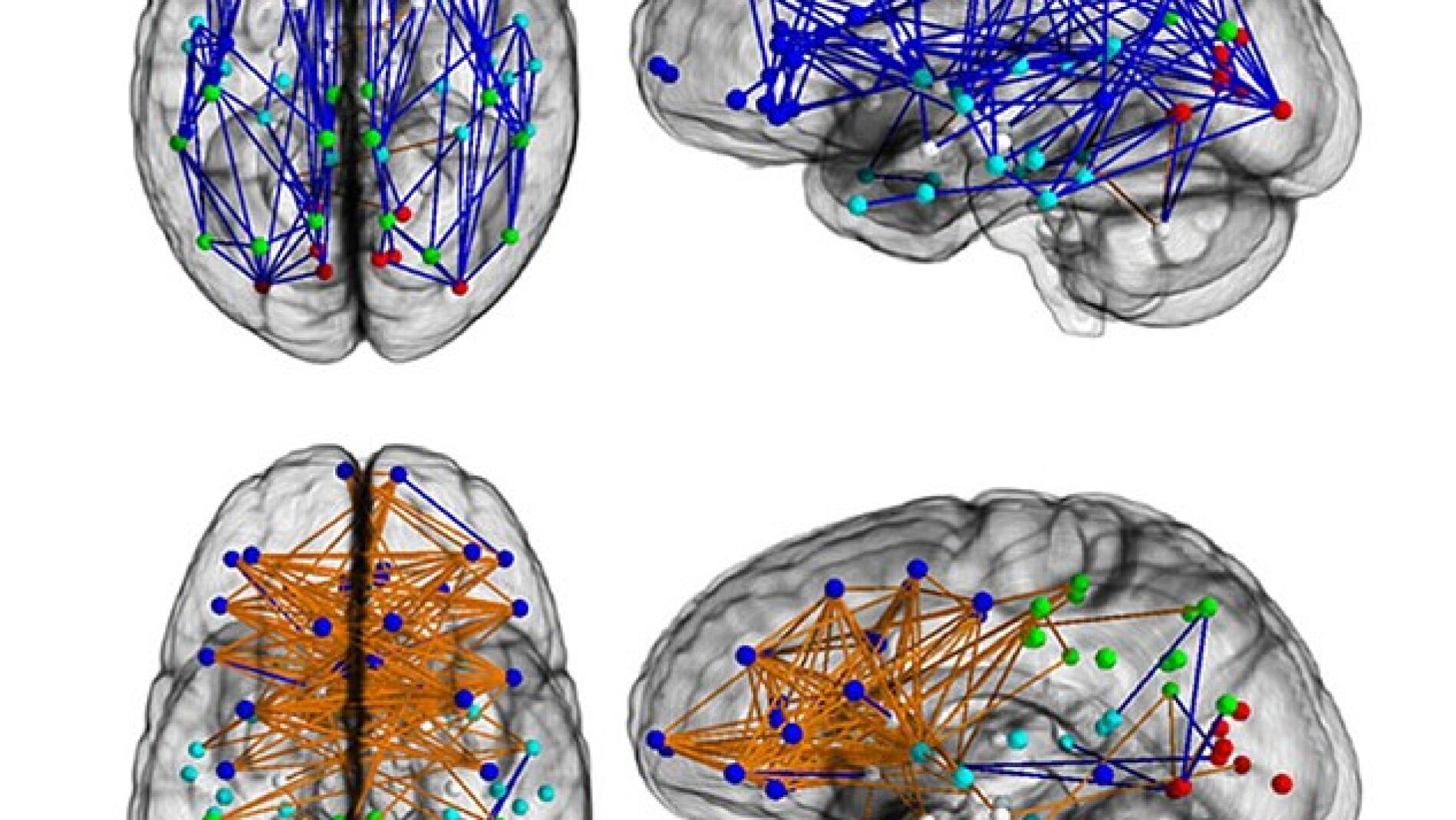 El comportamiento del cerebro masculino