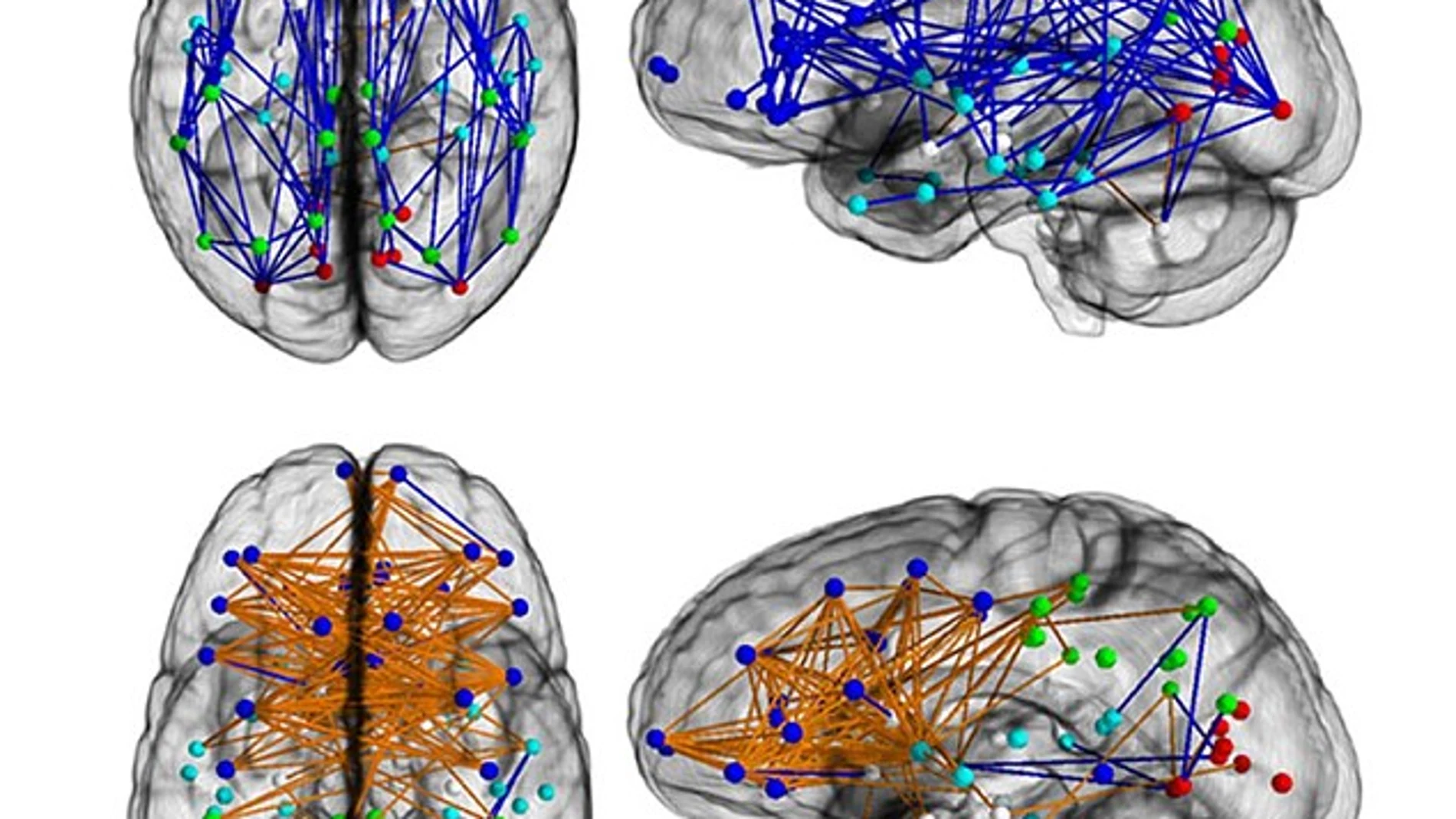 El comportamiento del cerebro masculino El comportamiento del cerebro masculino