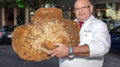 Hallan una seta de más de 12 kilos en la zona sur de Salamanca 