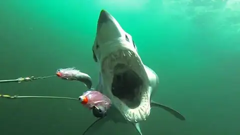 Un tiburón te persigue Un tiburón te persigue