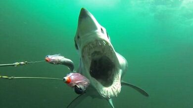 Captan en vídeo a un tiburón desesperado por comerte