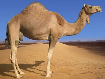Un camello en el desierto Un camello en el desierto