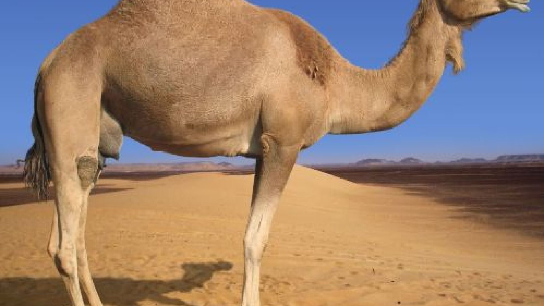 Un camello en el desierto