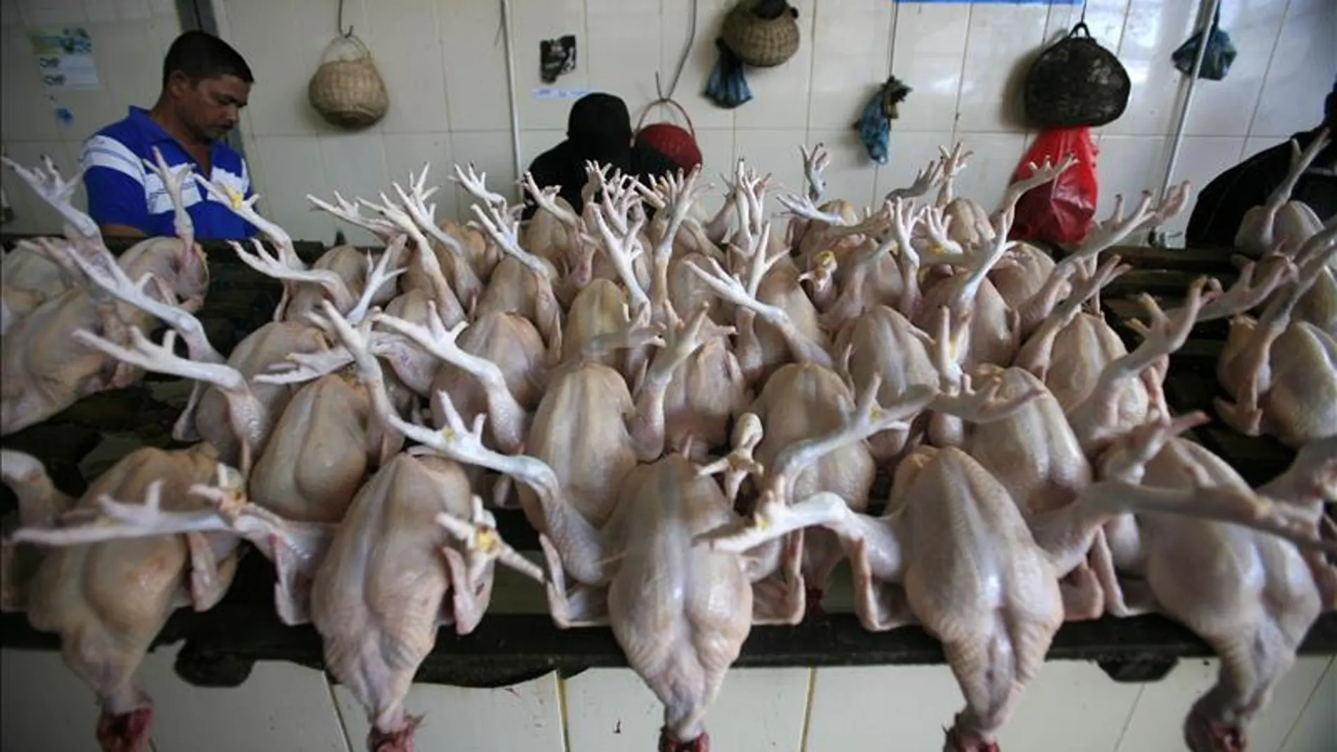 virus aviar H7N9 virus aviar H7N9