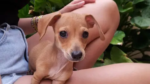 El chihuahua T-Rex El chihuahua T-Rex