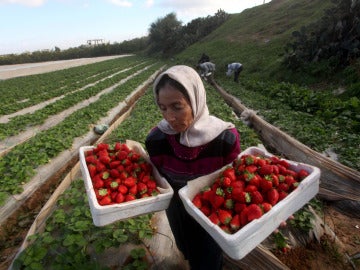 Productores de fresas en la franja de Gaza