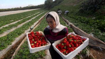 Productores de fresas en la franja de Gaza