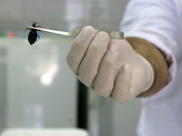 Divulgan un método prometedor contra el mal de Chagas