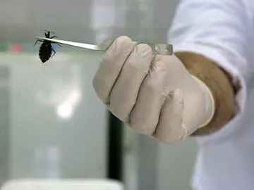 Divulgan un método prometedor contra el mal de Chagas Divulgan un método prometedor contra el mal de Chagas