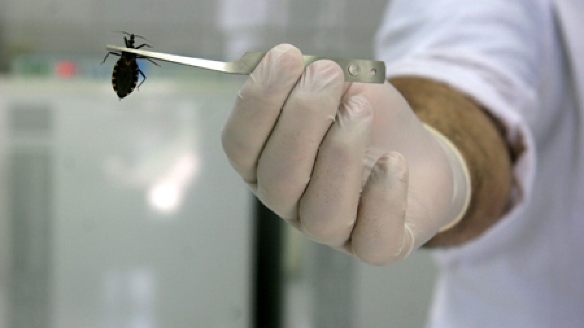 Divulgan un m&eacute;todo prometedor contra el mal de Chagas