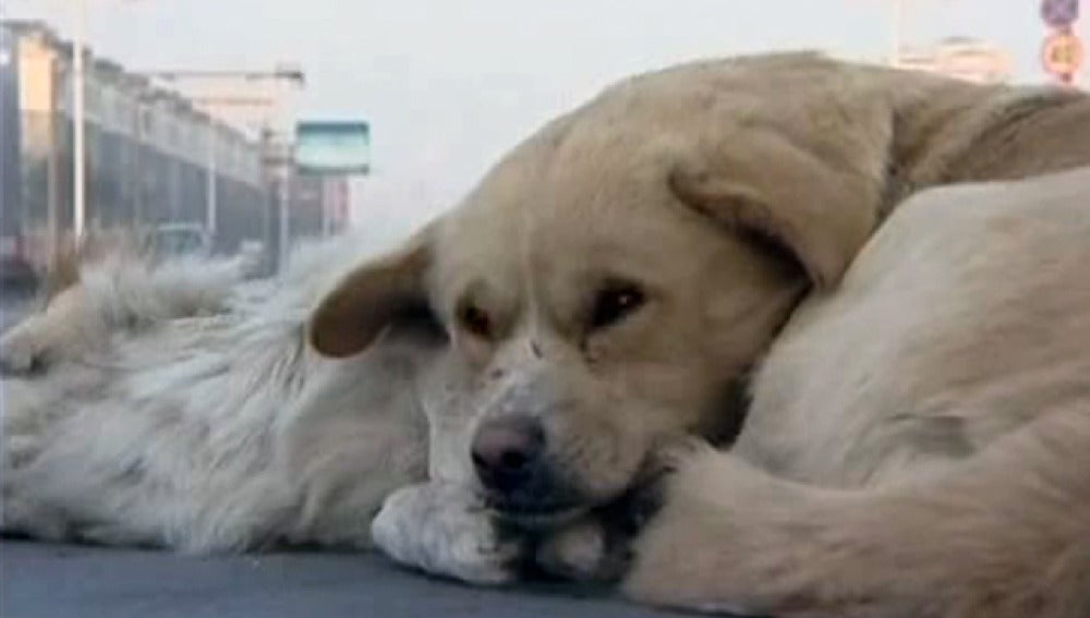 Un perro cuida de otro can