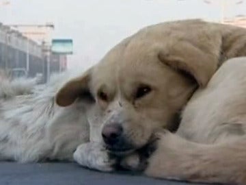 Un perro cuida de otro can