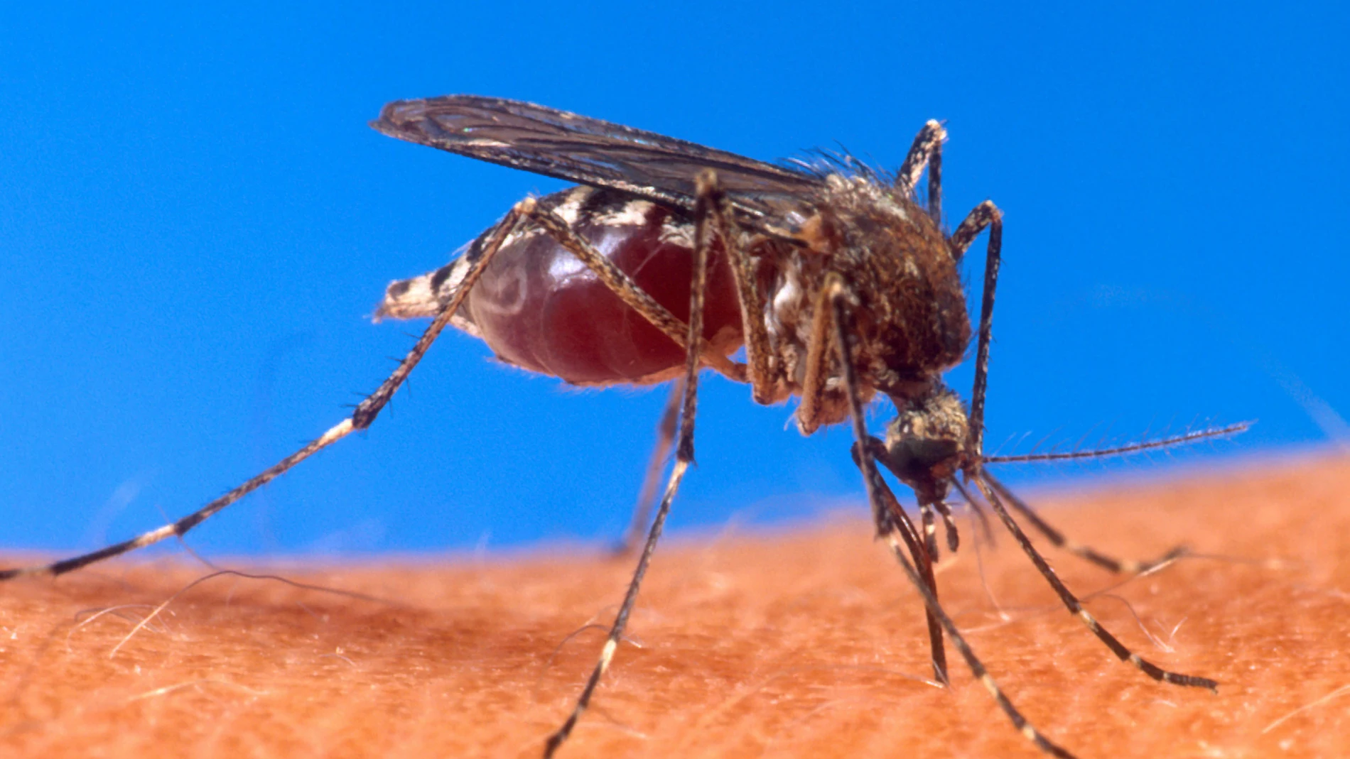 Mosquito transmisor del dengue Mosquito transmisor del dengue