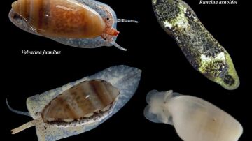 Cuatro de los moluscos descubiertos por los científicos