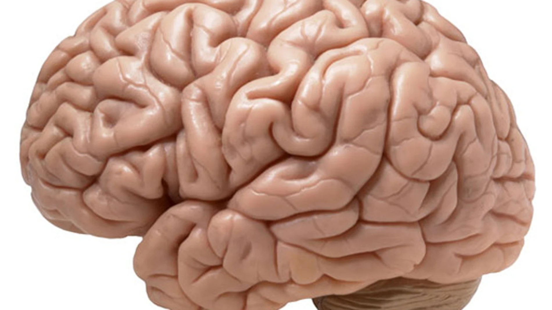 Reproducción del cerebro humano. Reproducción del cerebro humano.