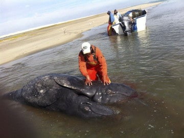 Las ballenas siamesas halladas en México