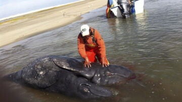 Las ballenas siamesas halladas en México