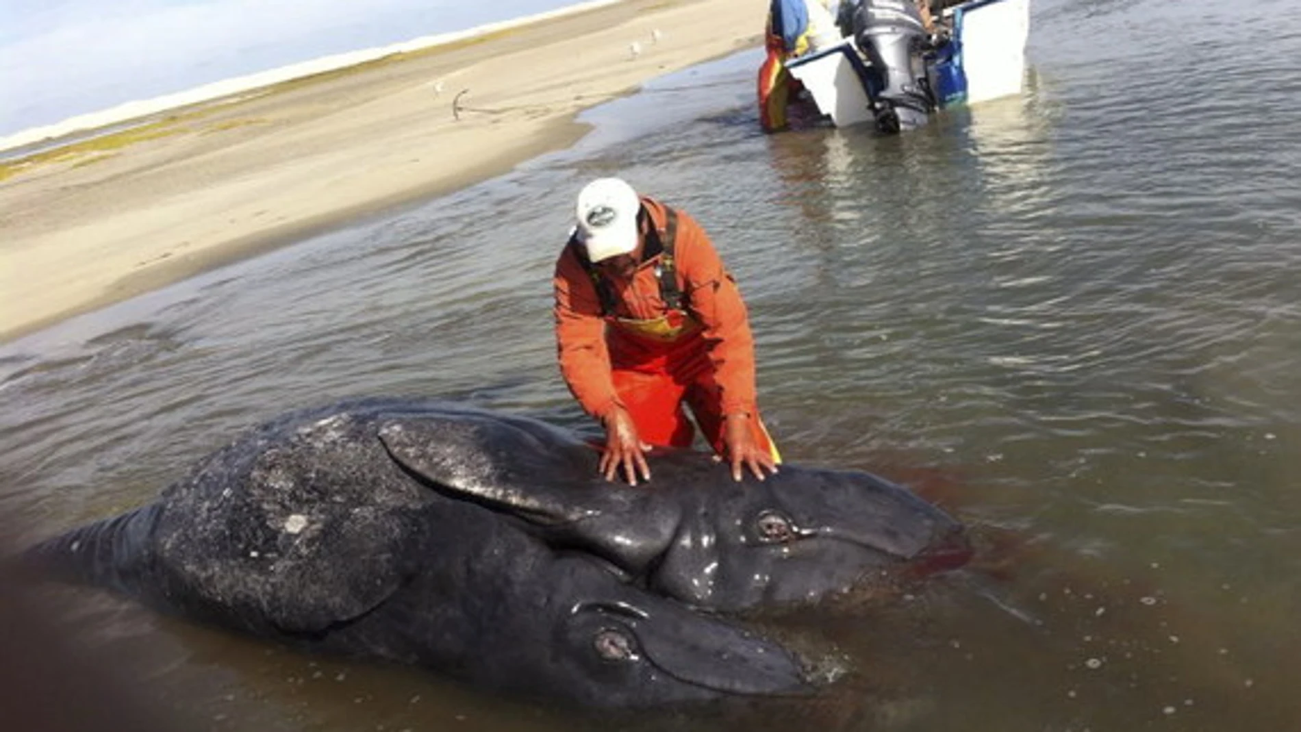 Las ballenas siamesas halladas en México Las ballenas siamesas halladas en México