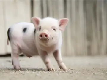 Una cría de cerdo vietnamita Una cría de cerdo vietnamita