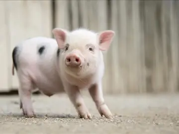 Una cría de cerdo vietnamita Una cría de cerdo vietnamita