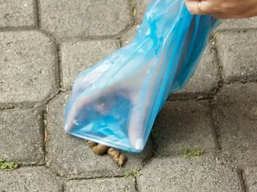 Recogiendo los excrementos de un perro Recogiendo los excrementos de un perro