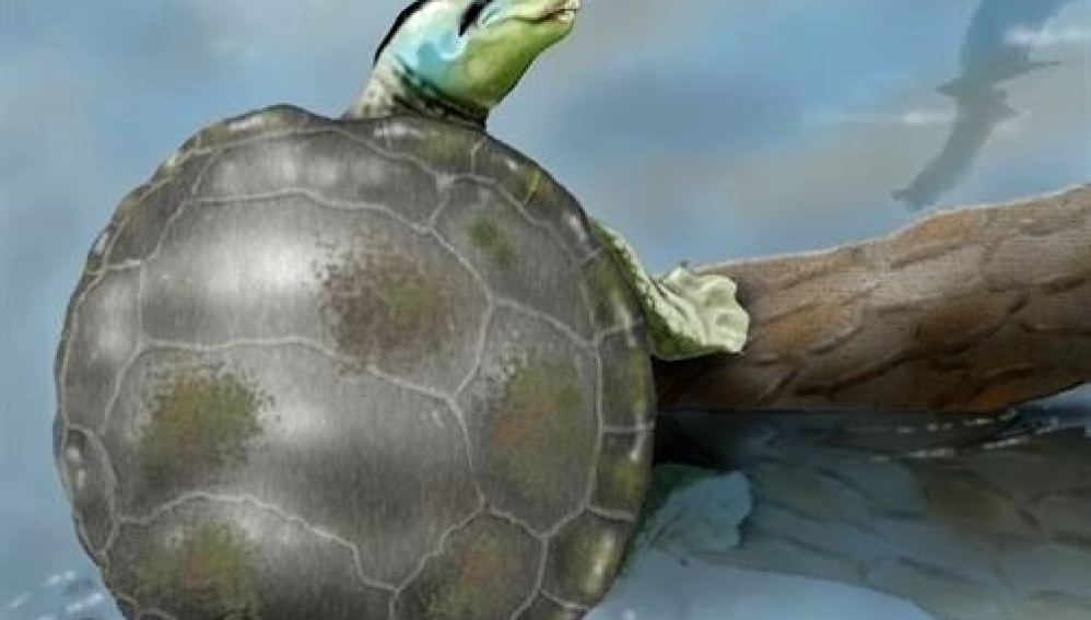Recreación de la tortuga jurásica descubierta