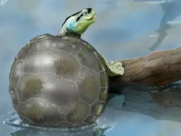 Recreación de la tortuga jurásica descubierta Recreación de la tortuga jurásica descubierta