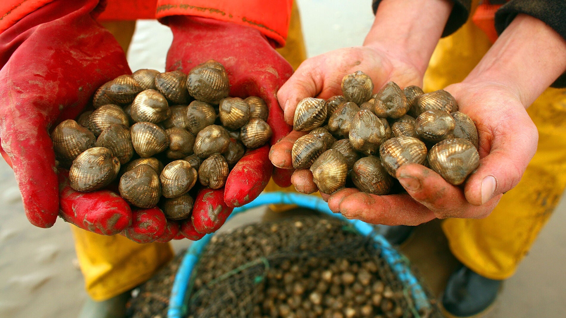 Berberechos son recogidos por pescadores en la costa.