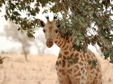 Imagen de una jirafa de África Occidental Imagen de una jirafa de África Occidental