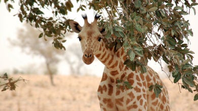 El número de jirafas en el mundo se reduce a casi la mitad en tres décadas y se alerta de una 