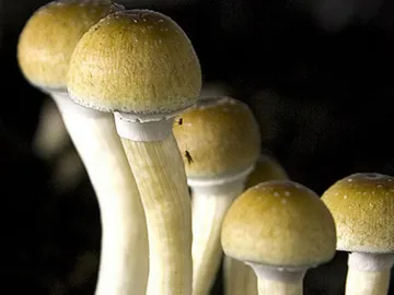 Las setas alucinógenas se han usado en rituales religiosos en varias culturas. Las setas alucinógenas se han usado en rituales religiosos en varias culturas.