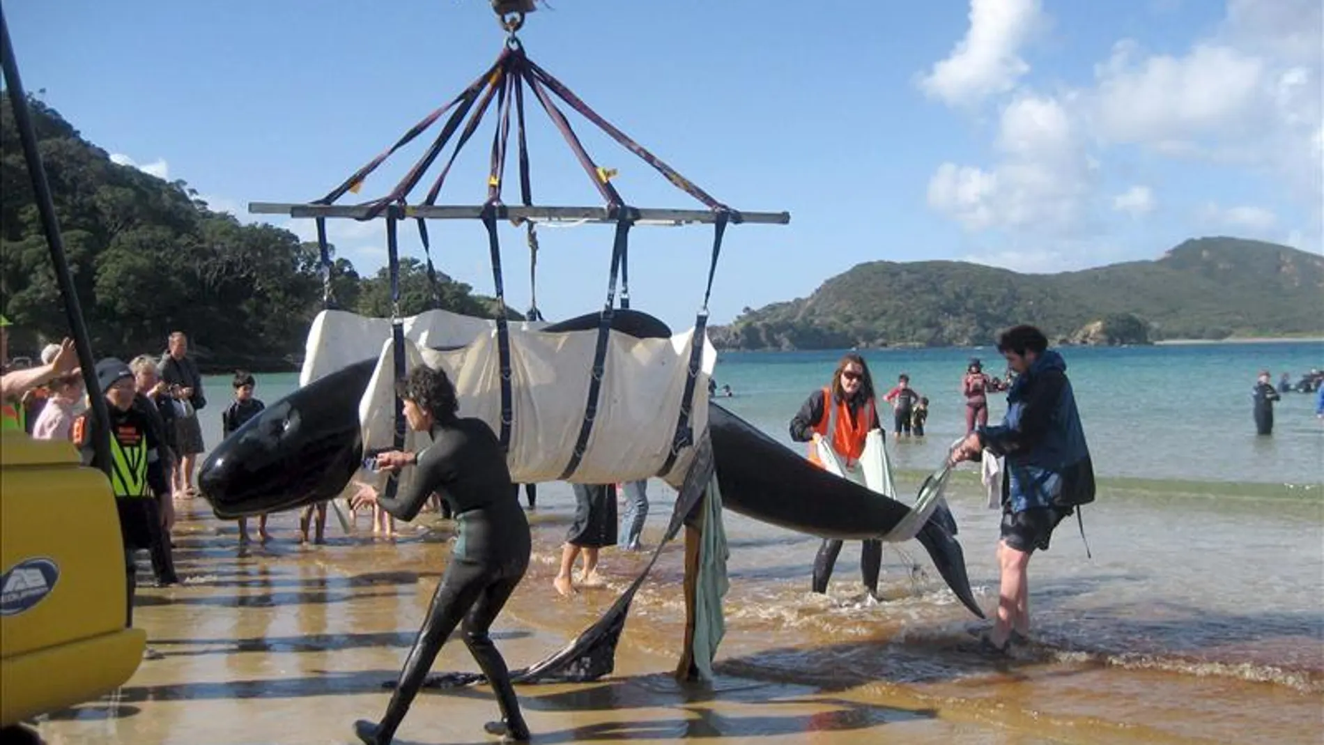 Voluntarios dirigen la pala de una excavadora para rescatar a una ballena varada Voluntarios dirigen la pala de una excavadora para rescatar a una ballena varada