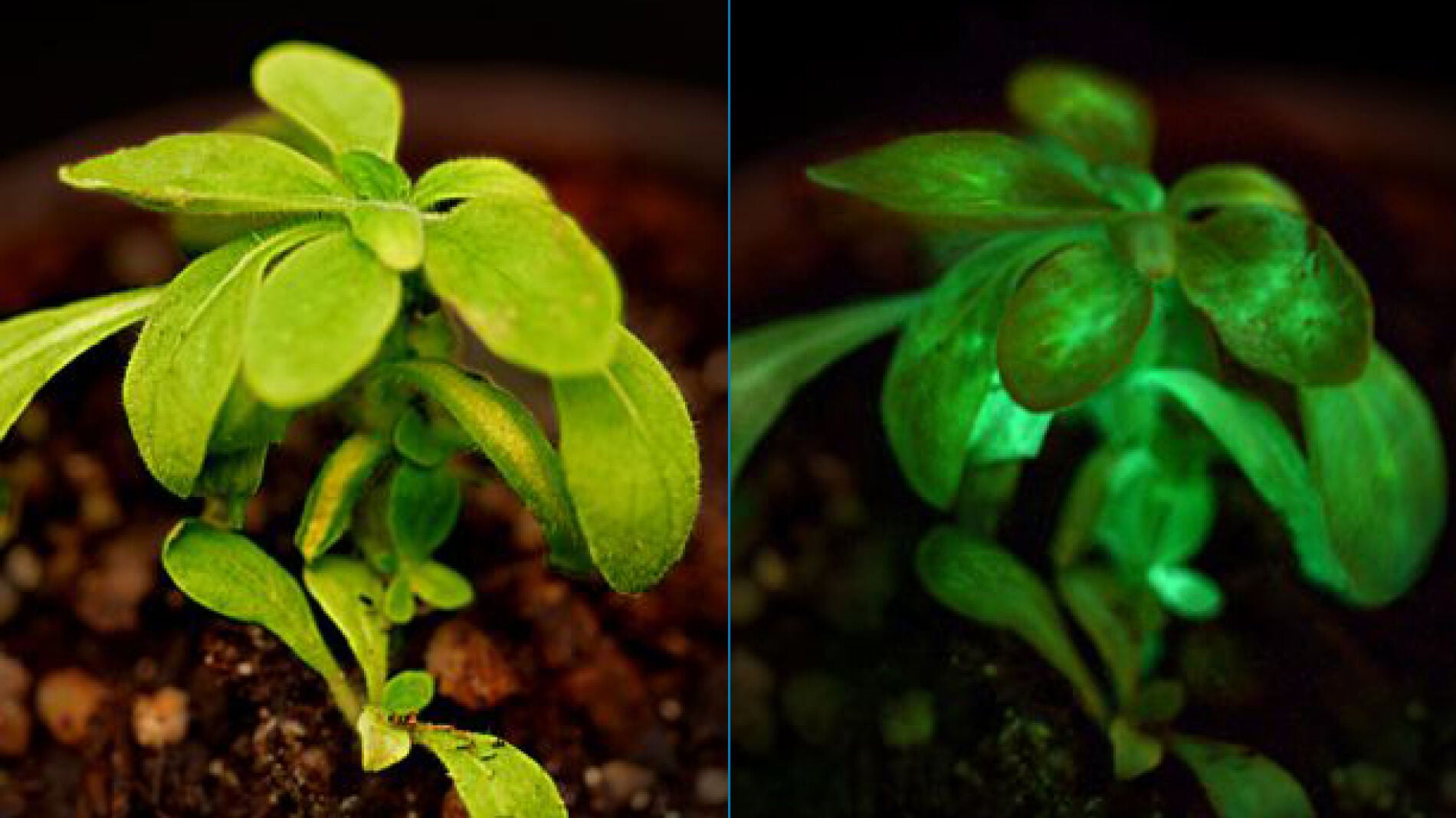 Planta luminosa