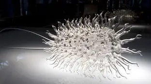 La bacteria E. coli La bacteria E. coli