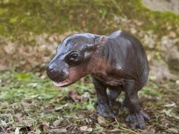 Nace en Cantabria un hipopótamo pigmeo, una especie en peligro de extinción