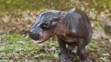 Nace en Cantabria un hipopótamo pigmeo, una especie en peligro de extinción