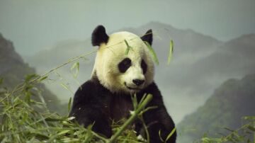 El panda Bao Bao