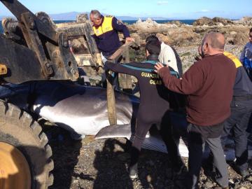 Ballena varada en Ceuta