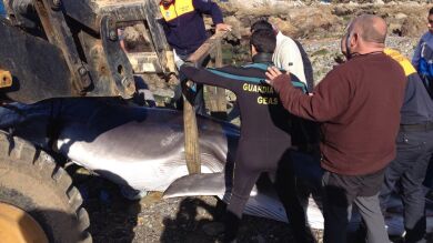 Una cría de ballena muere en una playa de Ceuta tras ser curada