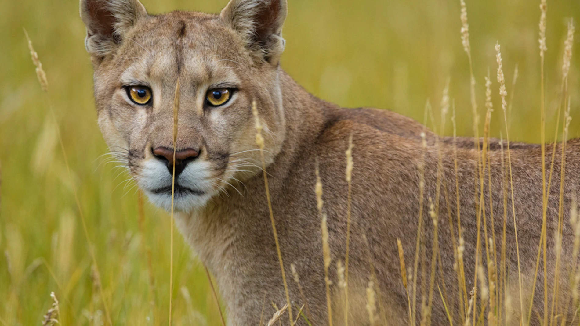Un puma en el Parque Nacional de Torres del Paine Un puma en el Parque Nacional de Torres del Paine