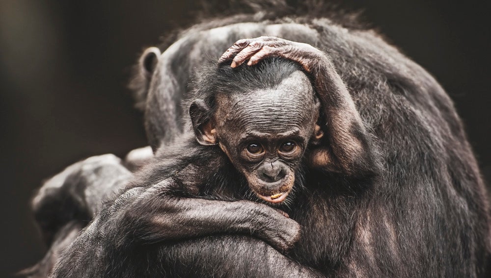 Bonobos