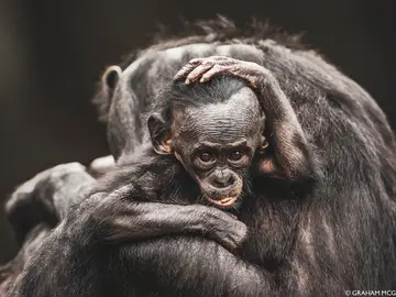 Bonobos Bonobos