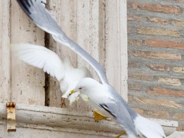 Una gaviota ataca a una paloma de la paz