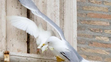 Una gaviota ataca a una paloma de la paz