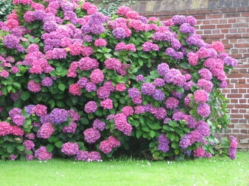 Las hojas y los pétalos de hortensias tienen efectos alucinógenos.