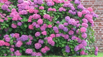 Las hojas y los pétalos de hortensias tienen efectos alucinógenos.