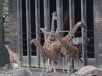 La jirafa sacrificada (en el centro) junto a otras en el zoológico de Copenhague