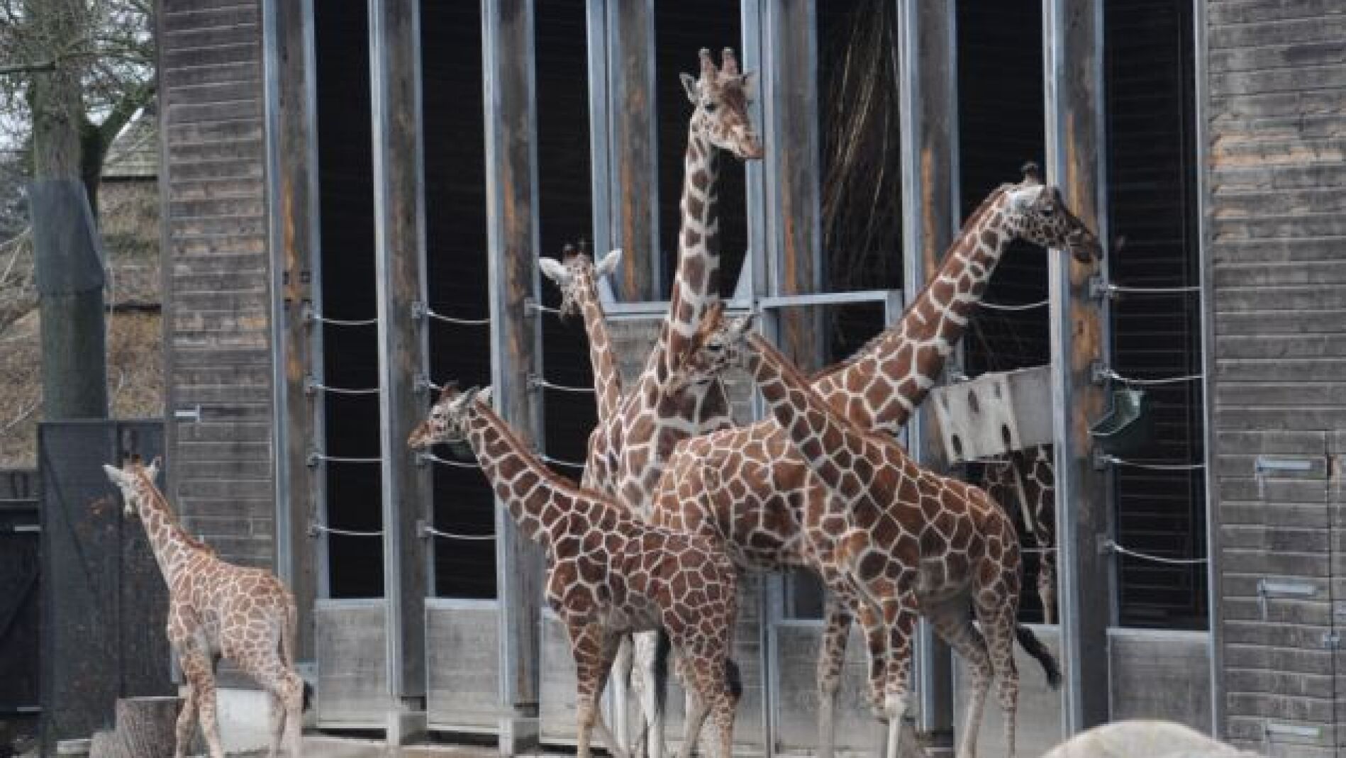 La jirafa sacrificada (en el centro) junto a otras en el zool&oacute;gico de Copenhague